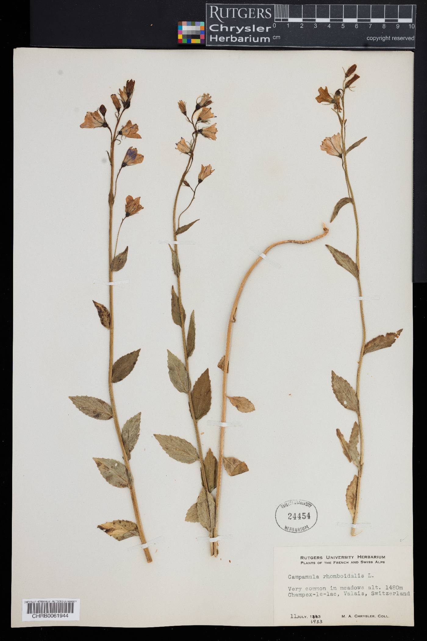 Campanula rhomboidalis image