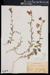 Campanula rhomboidalis image