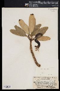 Image of Clermontia oblongifolia