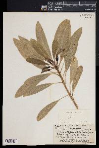 Image of Clermontia persicifolia
