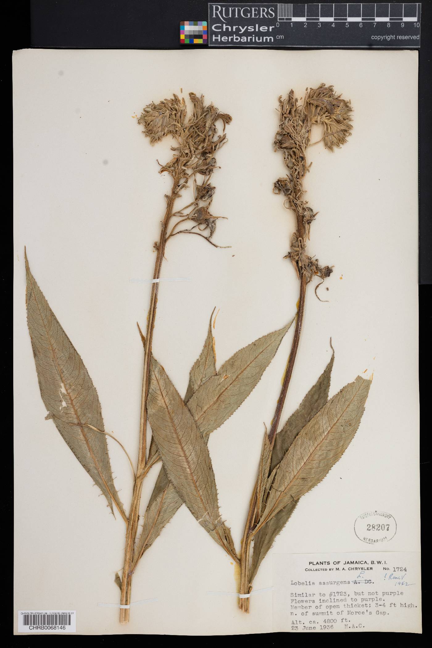 Lobelia assurgens image