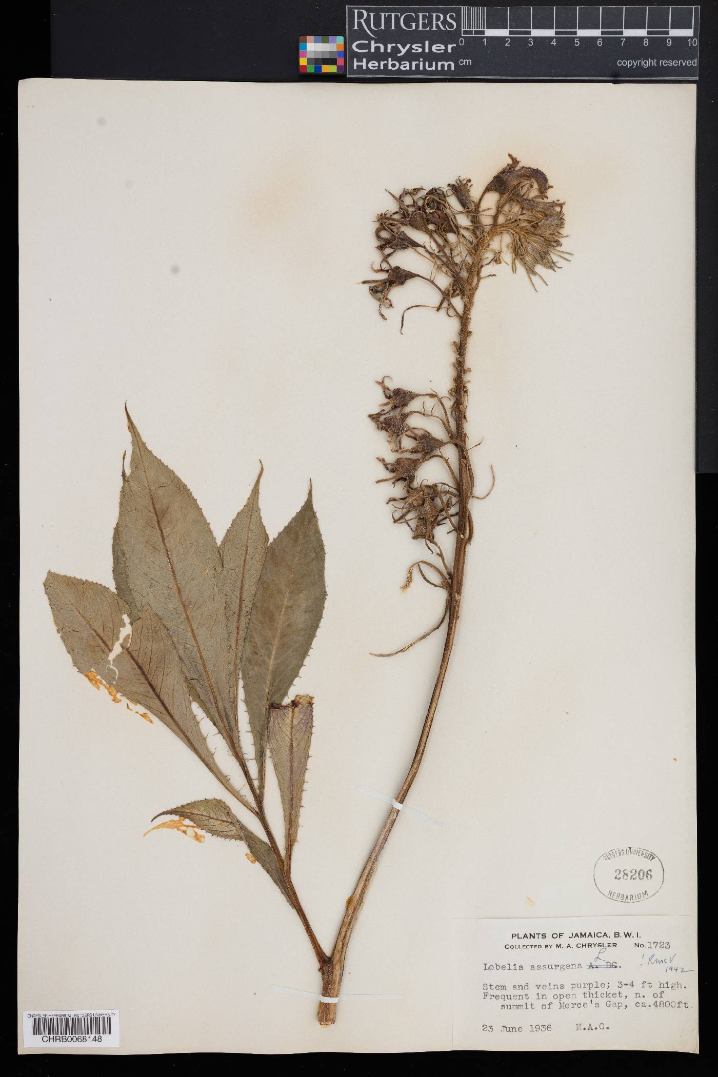 Lobelia assurgens image