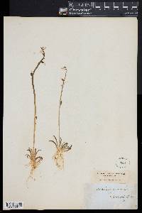 Lobelia dortmanna image