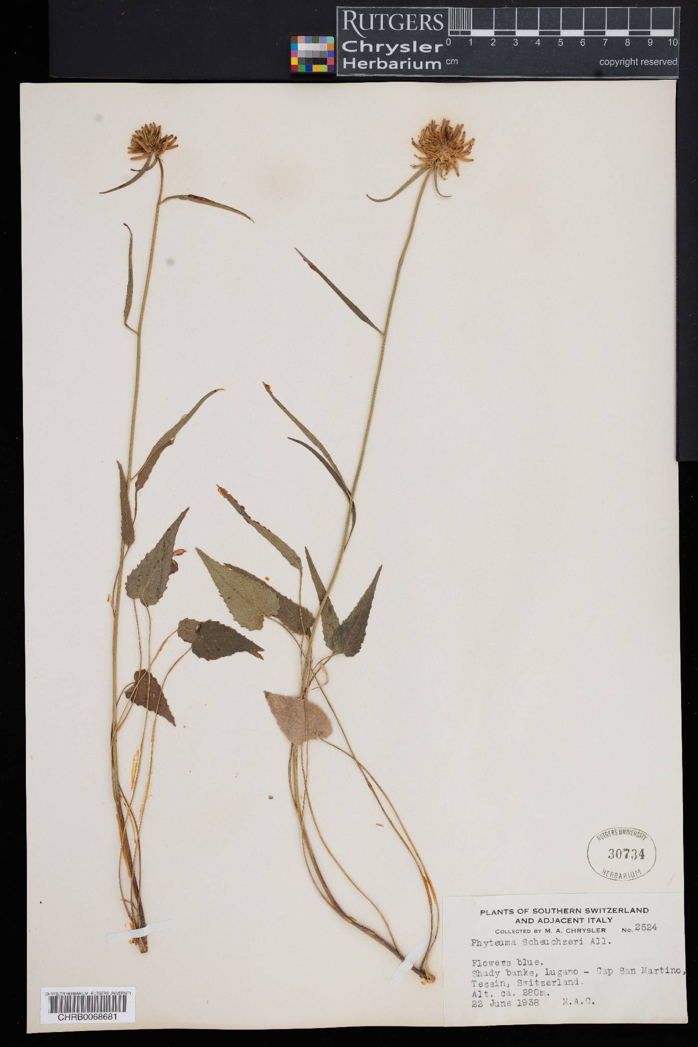 Phyteuma scheuchzeri image