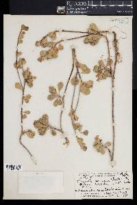 Media resource of Scaevola coriacea