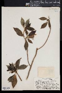 Media resource of Scaevola x cerasifolia