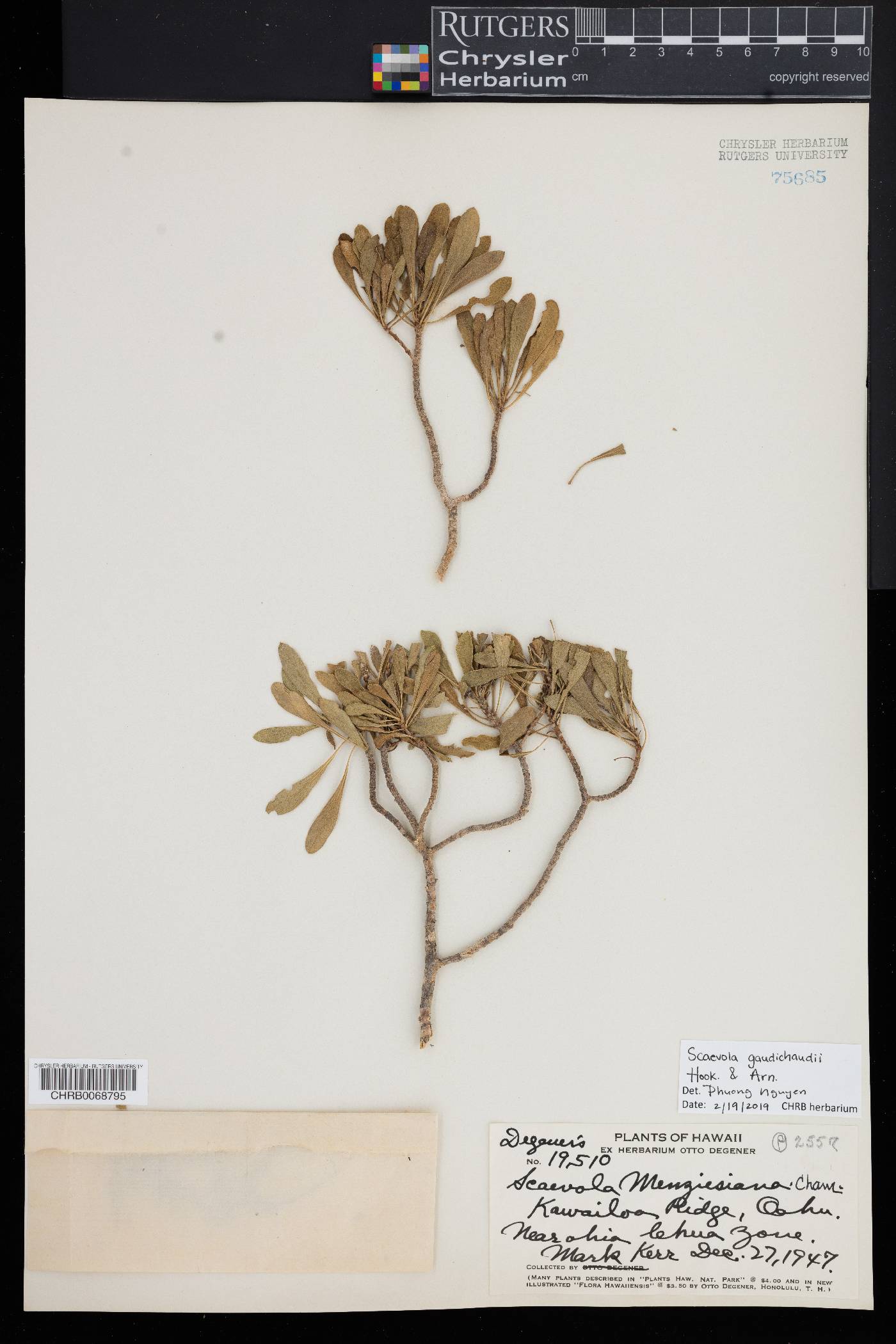 Scaevola gaudichaudii image