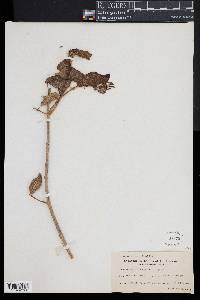 Media resource of Scaevola kilaueae