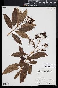 Escallonia paniculata image