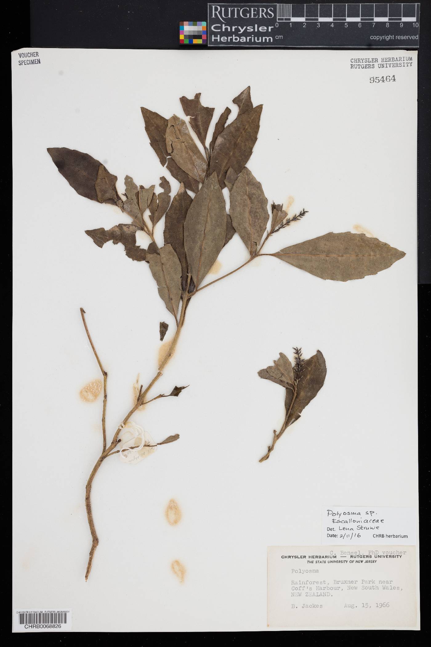 Polyosma image
