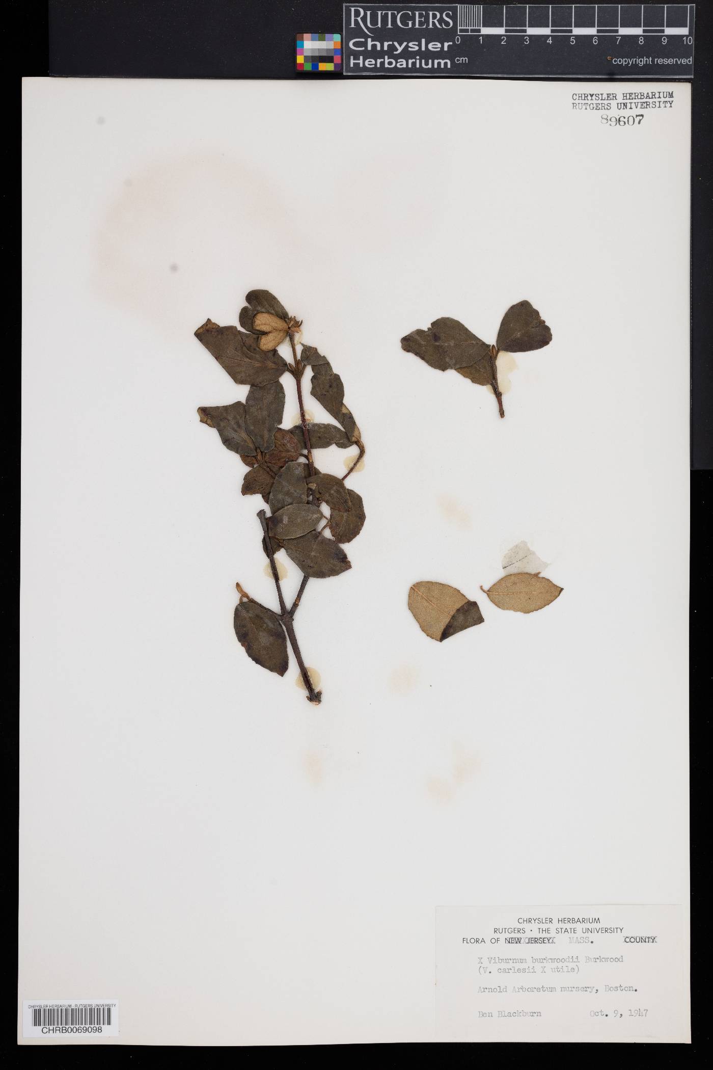 Viburnum burkwoodii image