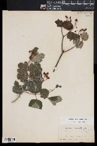 Viburnum edule image