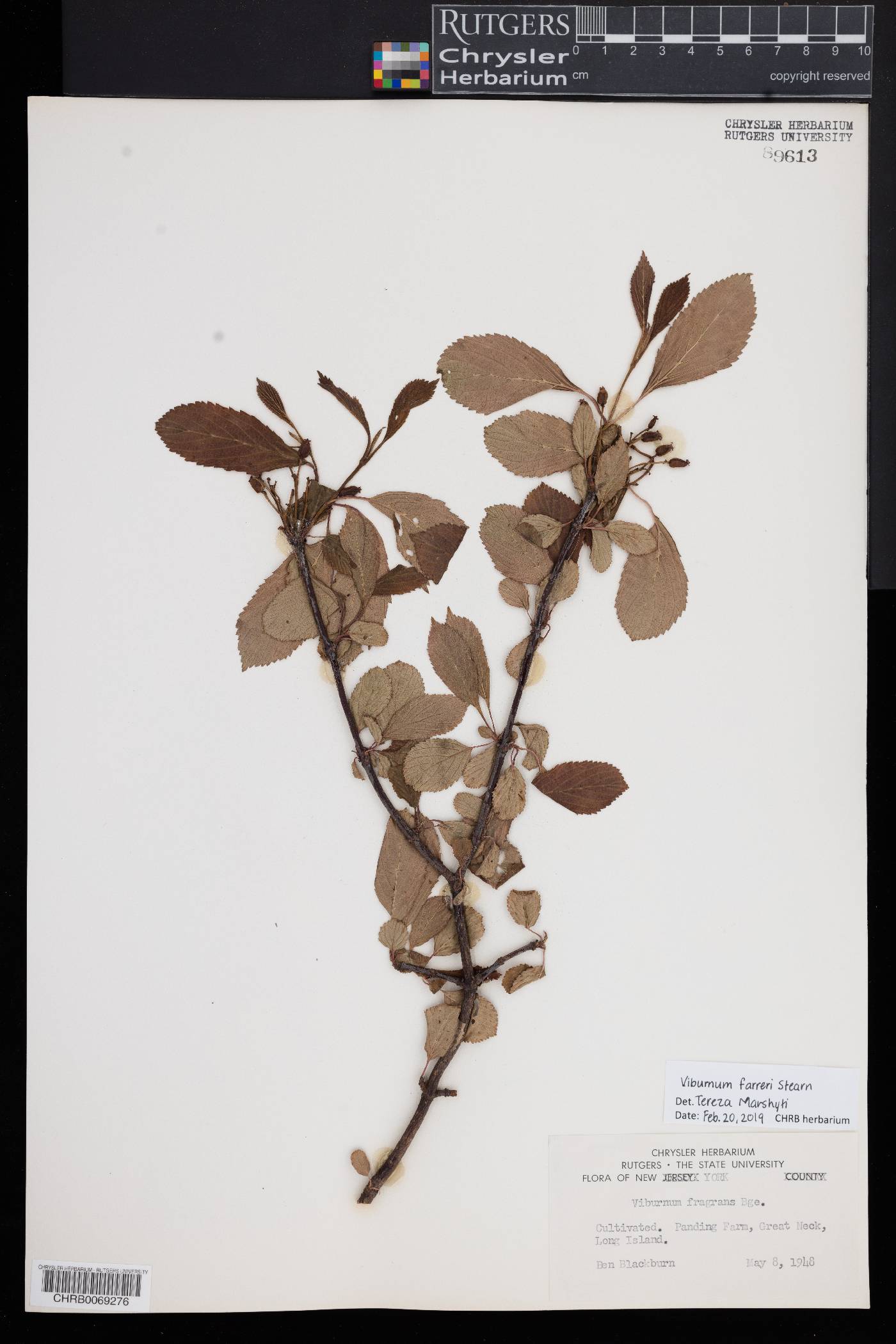Viburnum farreri image