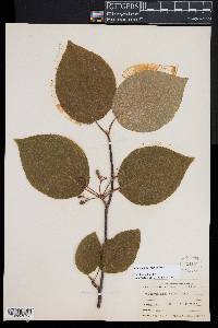 Viburnum lantanoides image