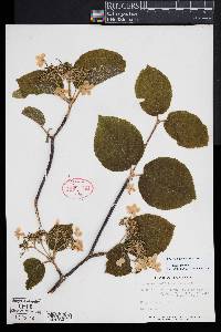 Viburnum lantanoides image