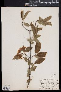 Viburnum lentago image