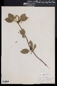 Viburnum lentago image