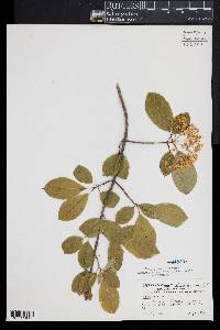 Viburnum lentago image