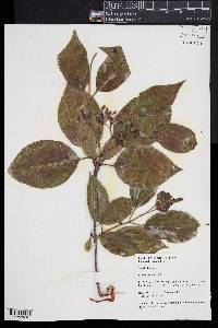 Viburnum lentago image