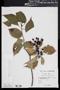 Viburnum lentago image