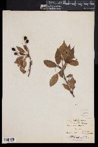 Viburnum lentago image