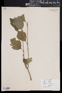 Viburnum lentago image