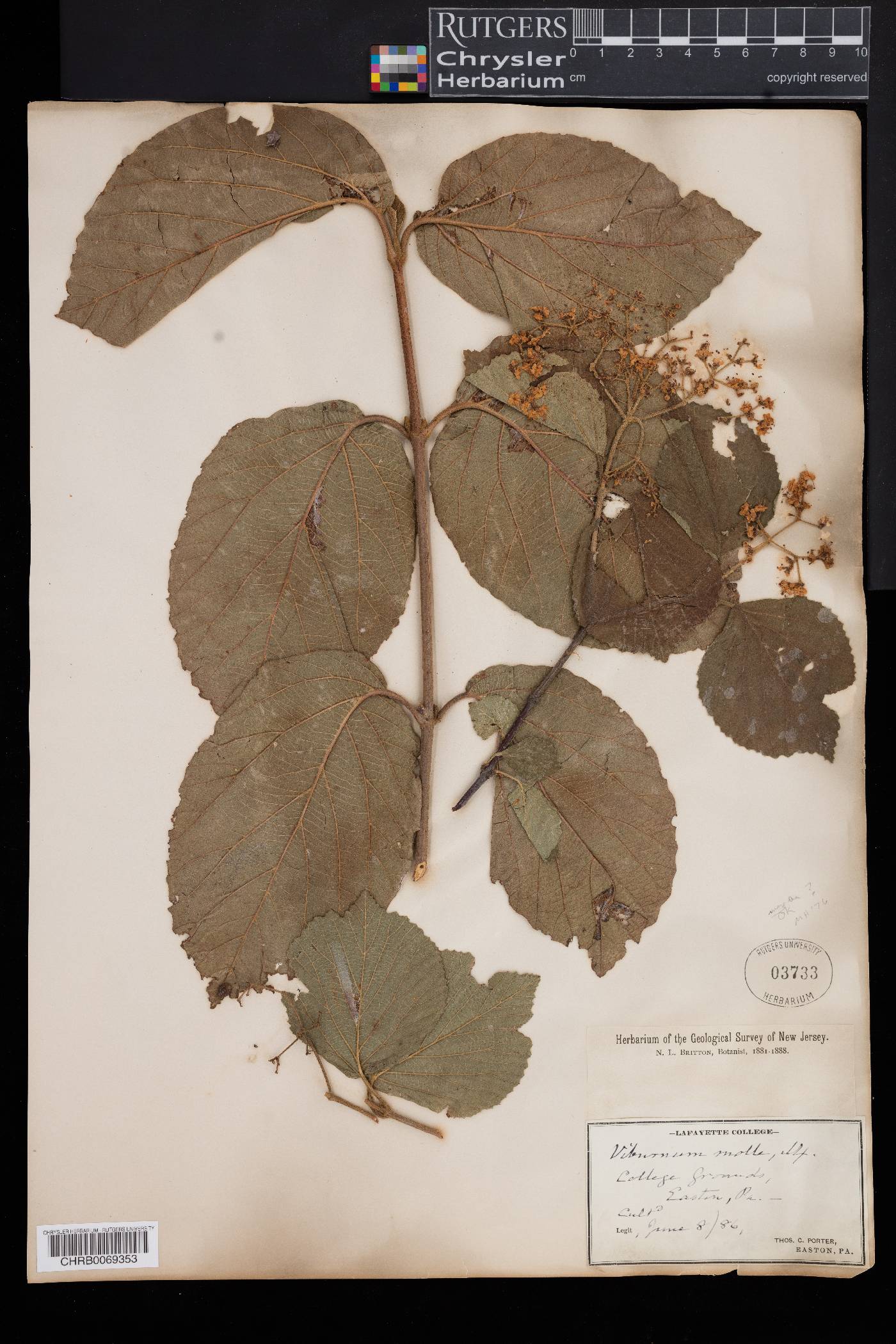 Viburnum molle image