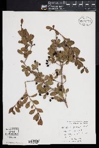 Viburnum obovatum image