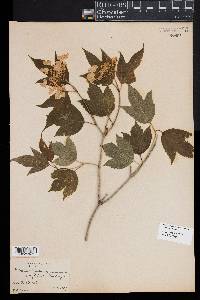 Viburnum opulus image