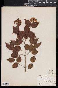 Viburnum rafinesqueanum image