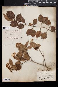 Viburnum rafinesqueanum image