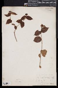 Viburnum rafinesqueanum image