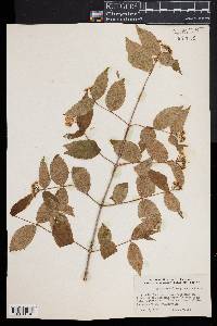 Viburnum rafinesqueanum image