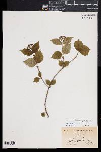 Viburnum rafinesqueanum image