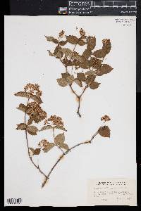 Viburnum rafinesqueanum image