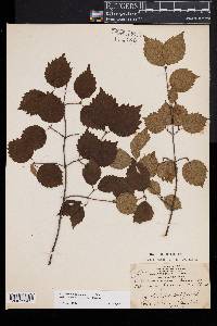 Viburnum rafinesqueanum image