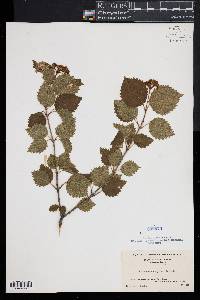 Viburnum dentatum var. lucidum image