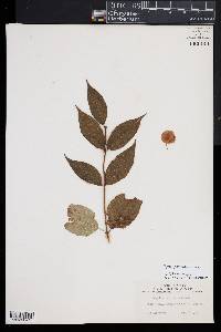 Image of Dipelta yunnanensis