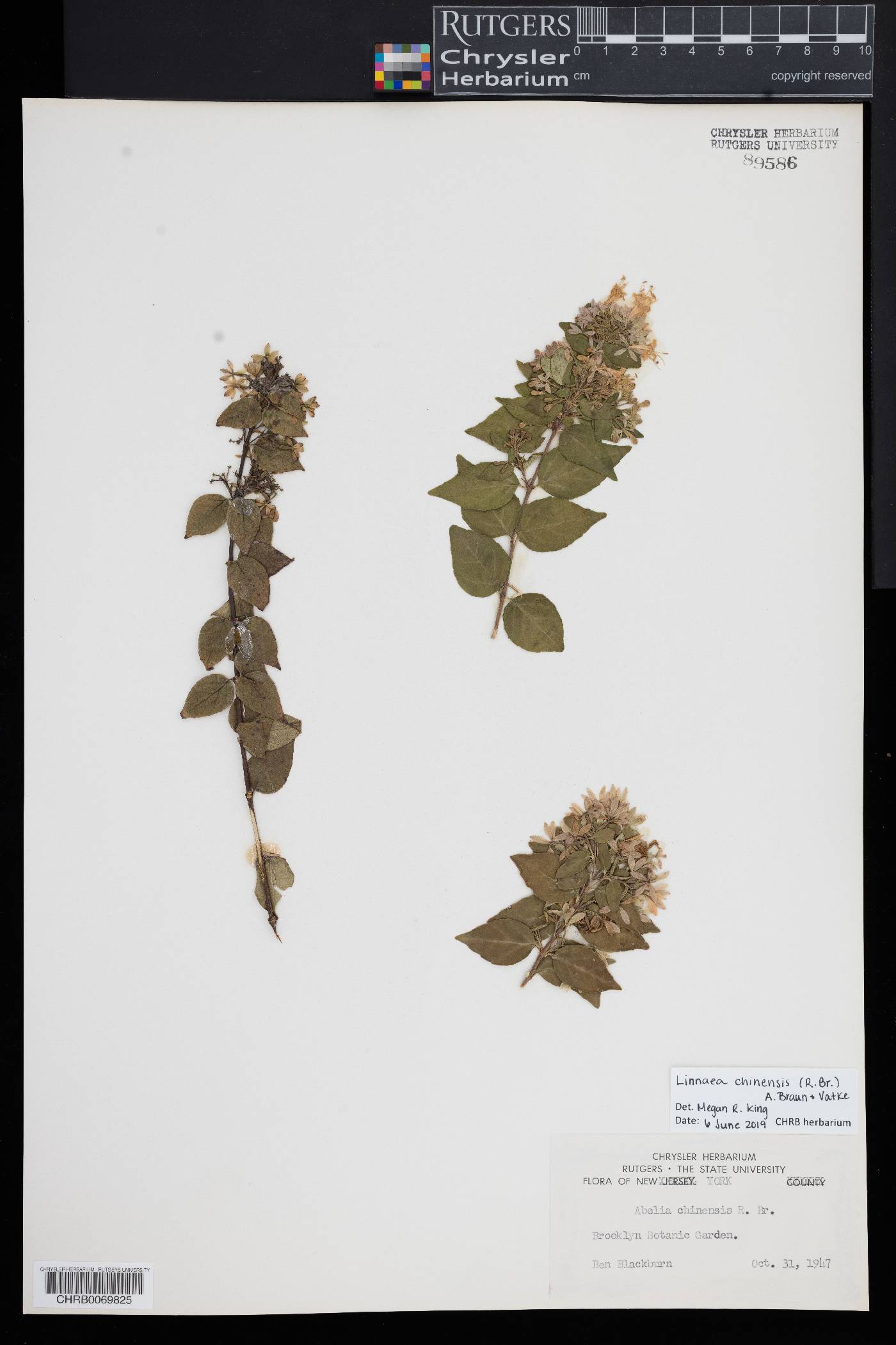 Abelia chinensis image