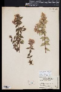 Linnaea grandiflora image