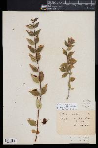 Image of Linnaea uniflora