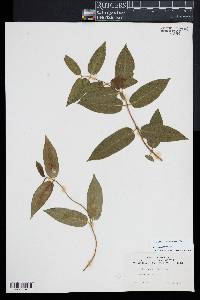Image of Lonicera acuminata