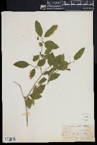 Lonicera canadensis image