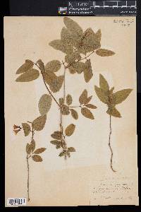 Lonicera canadensis image