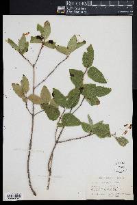 Lonicera canadensis image