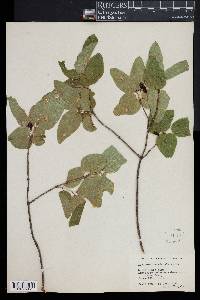 Lonicera canadensis image