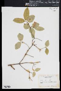 Lonicera canadensis image