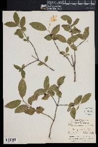 Lonicera canadensis image