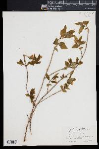 Lonicera canadensis image