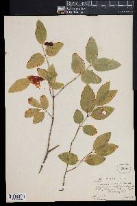 Lonicera canadensis image